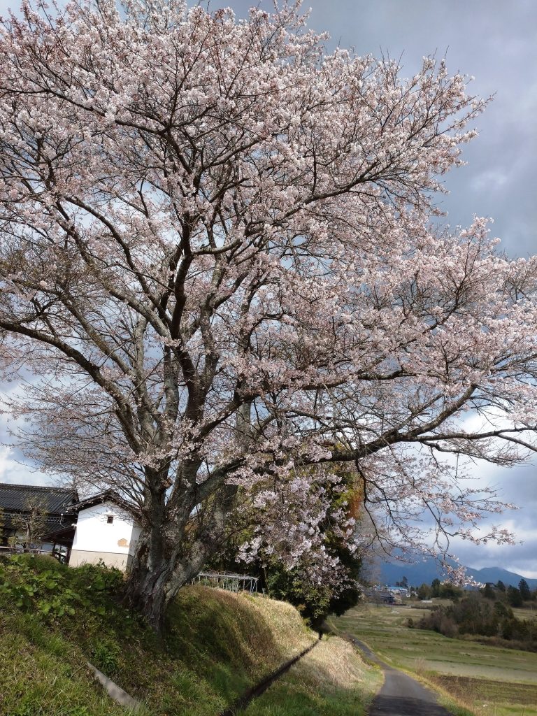 桜１