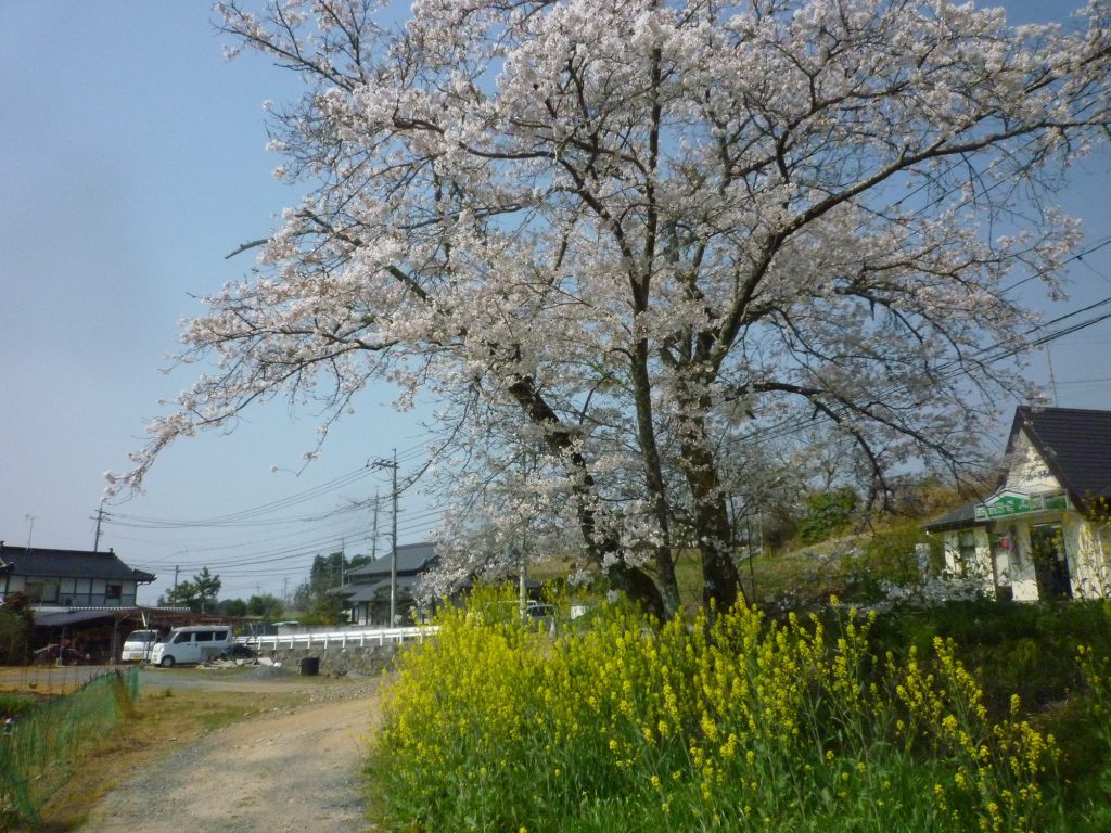 桜７