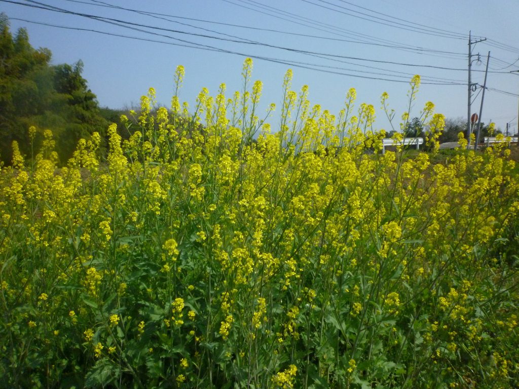 菜の花